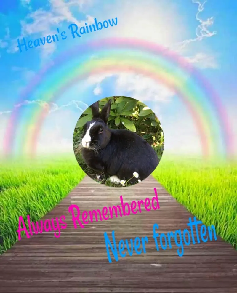 Condolence image of 3.Sternchen❤️❤️❤️Gedenktag❤️