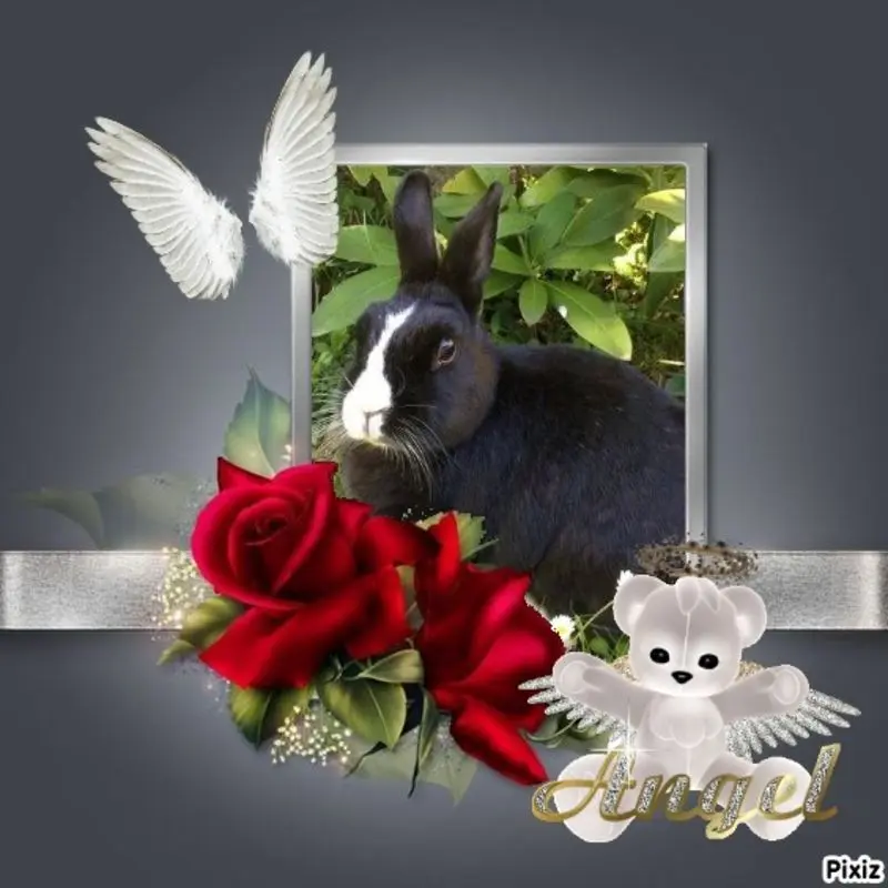Condolence image of Sternchenpost ⭐