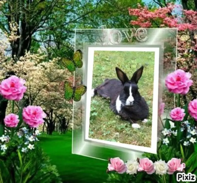 Condolence image of Sternchenpost ⭐