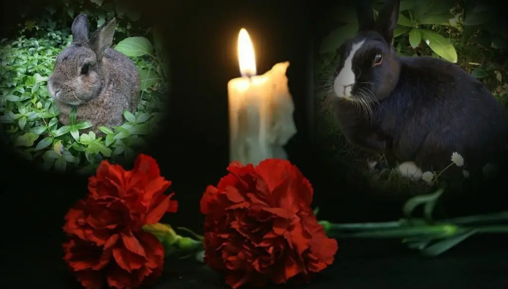 Condolence image of Patricia mit Bunny 