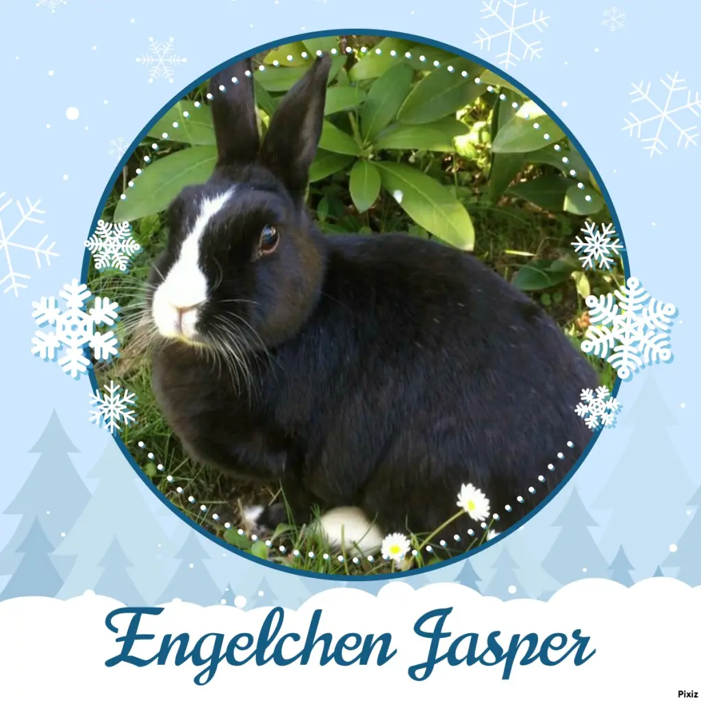 Condolence image of Tanja mit Timmy im Herzen 
