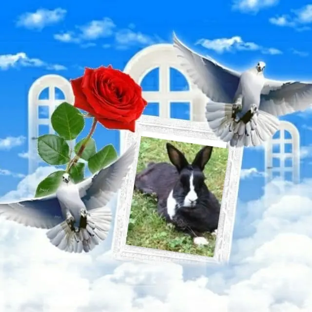 Condolence image of Sternchenpost ⭐
