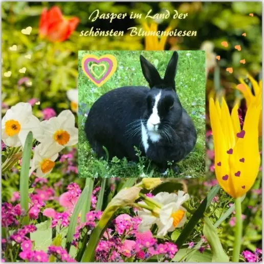 Condolence image of Rosen für Jasper zum 4. Sternchen-Tag
