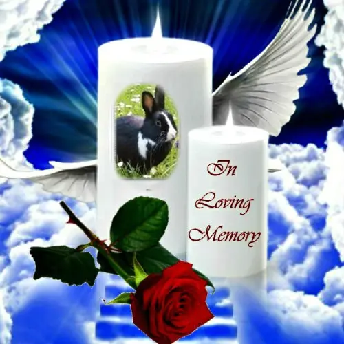 Condolence image of 4.Sternchen❤️Gedenktag❤️❤️❤️❤️
