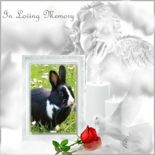 Condolence image of 4.Sternchen❤️Gedenktag❤️❤️❤️❤️