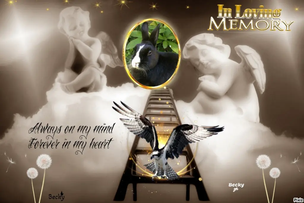 Condolence image of Tanja mit Timmy im Herzen 