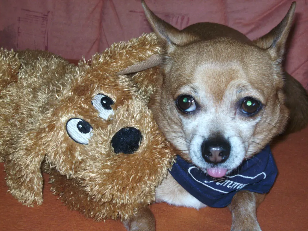 Condolence image of Irene mit Seelenhund * Jimmy * ganz tief im Herzen