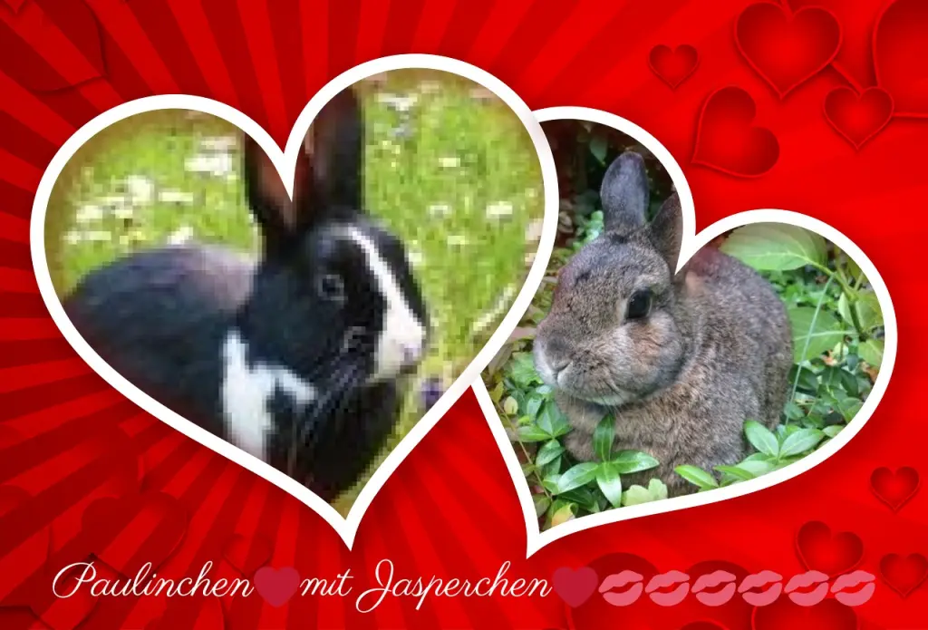 Condolence image of Liebe❤️❤️❤️❤️❤️❤️Jasperchen❤️