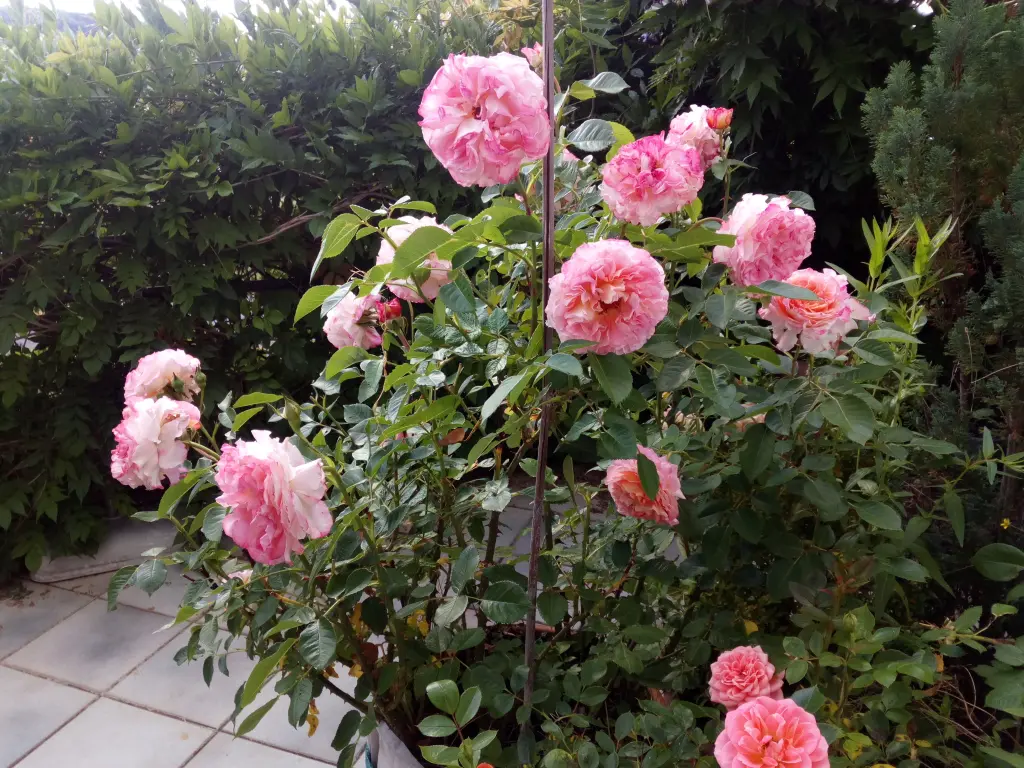 Condolence image of Sonntagsrosen für Jasperle