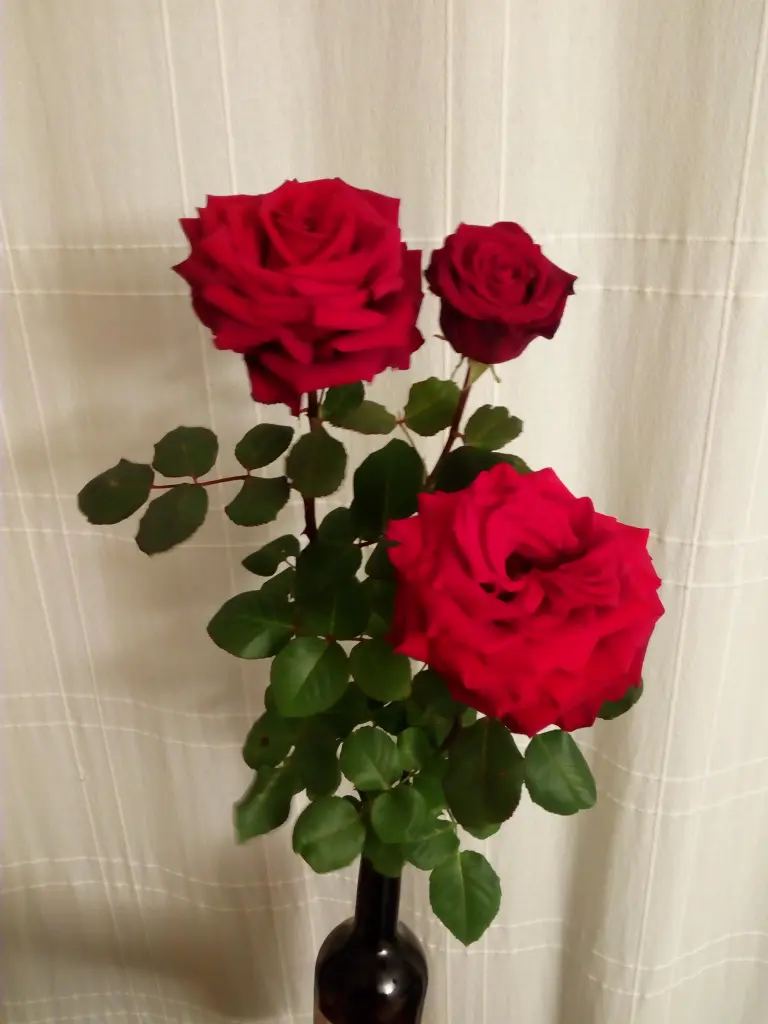 Condolence image of Sonntagsrosen für Jasper 