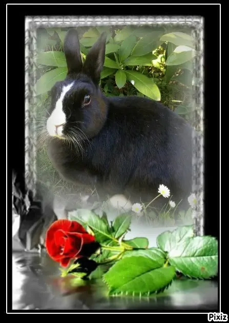 Condolence image of Tanja mit Timmy im Herzen 