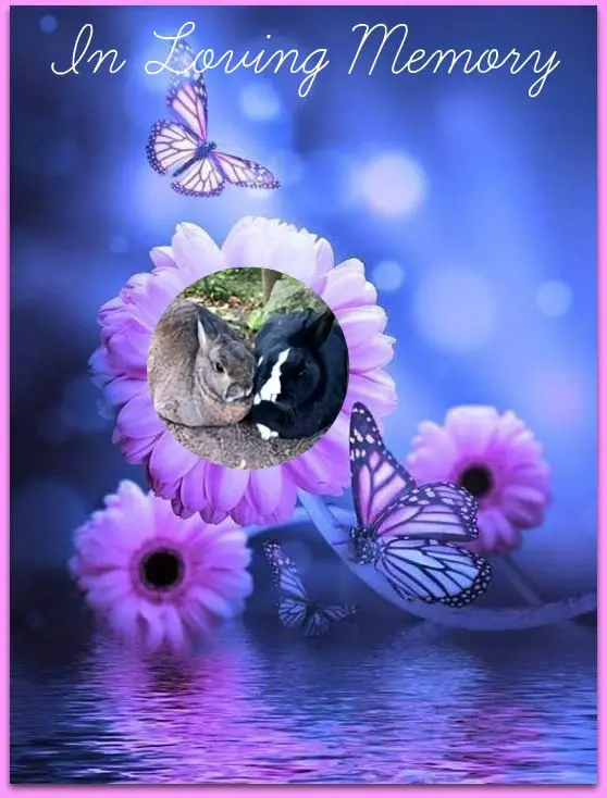 Condolence image of Gute Nacht❤️❤️❤️Mauschen❤️❤️❤️