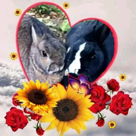 Condolence image of Rosenchen❤️❤️❤️❤️❤️fur Jasperchen❤️⭐️