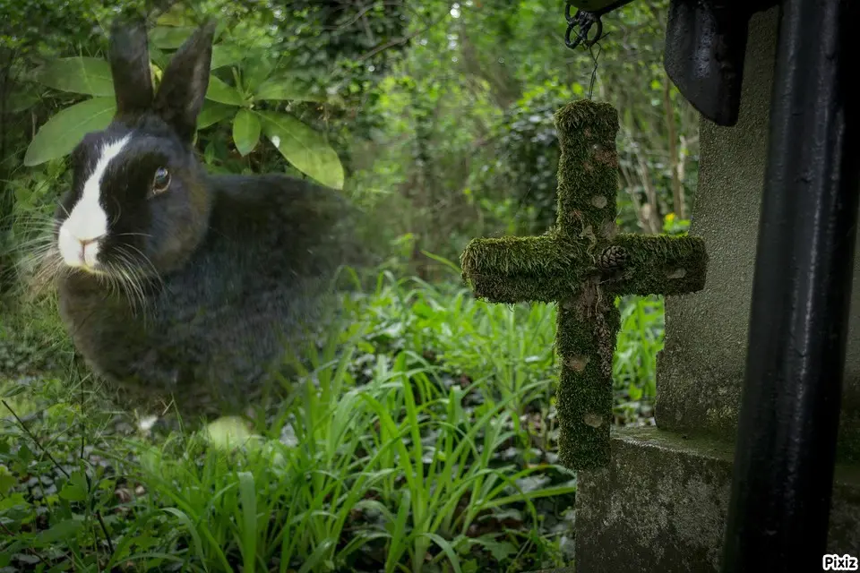 Condolence image of Tanja mit Timmy im Herzen 