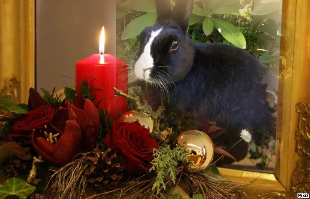 Condolence image of Patricia mit Bunny ❤️ 
