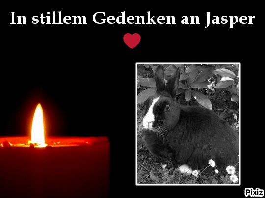 Condolence image of Tanja mit Timmy im Herzen 