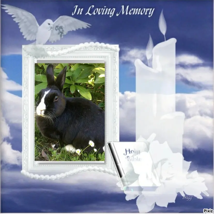 Condolence image of Tanja mit Timmy im Herzen 