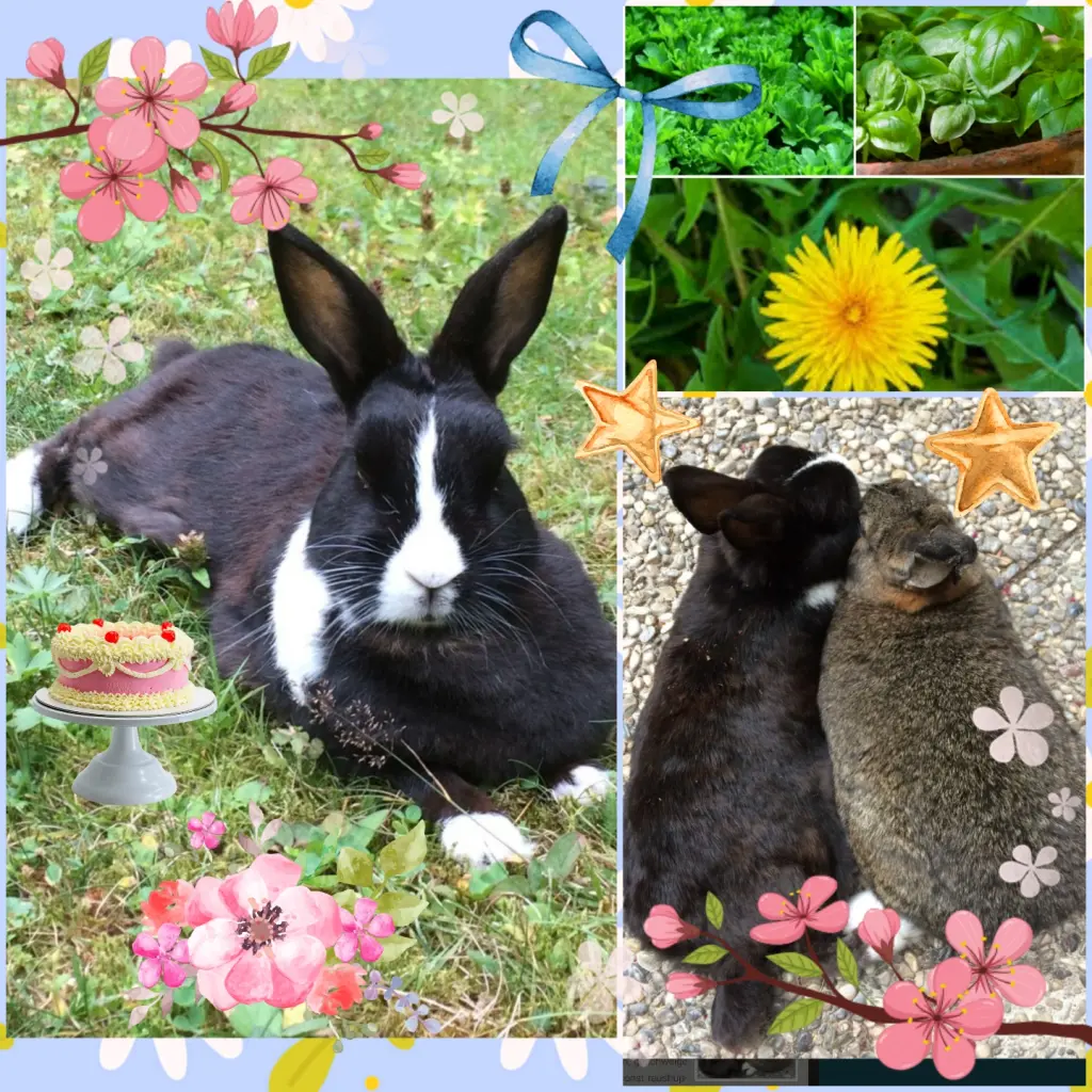 Condolence image of ❤️7. Sternchengeburtstag Jasper ❤️