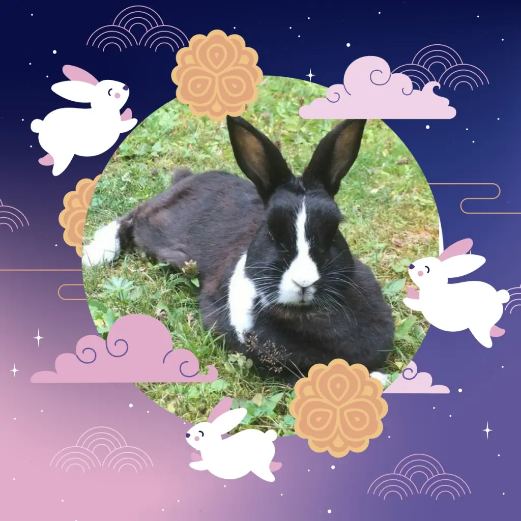 Condolence image of Jaspers 7.⭐️Sternchengeburtstag