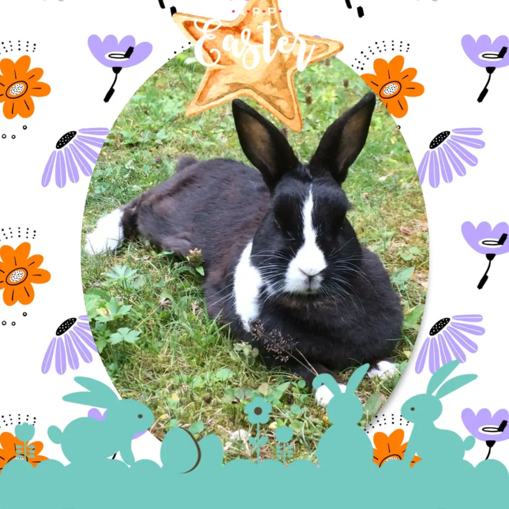 Condolence image of ❤️Für Jasper❤️