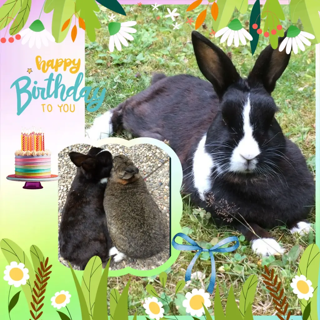 Condolence image of ❤️18. Geburtstag ❤️ Jasperle ❤️