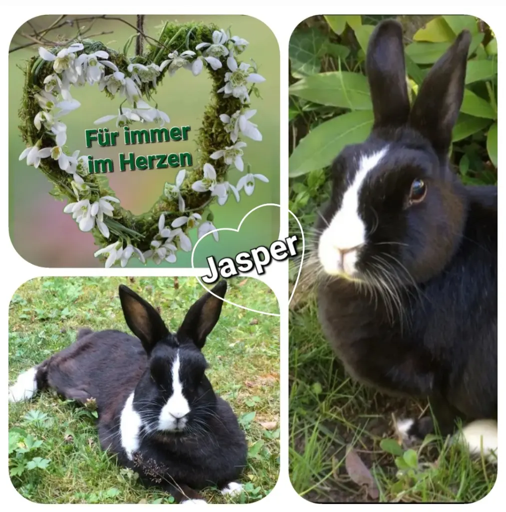 Condolence image of Birgit für Jasper zum 8. Sternchengedenktag ♥️