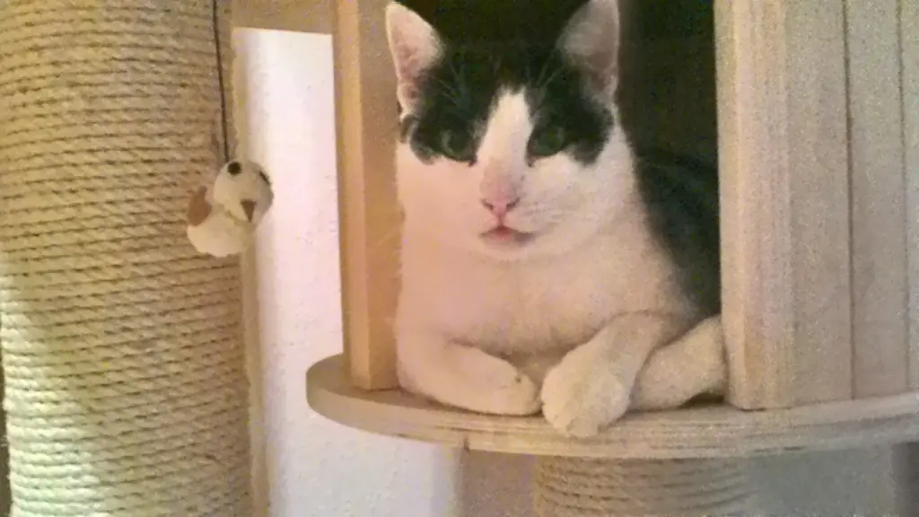 Image from Fritzi