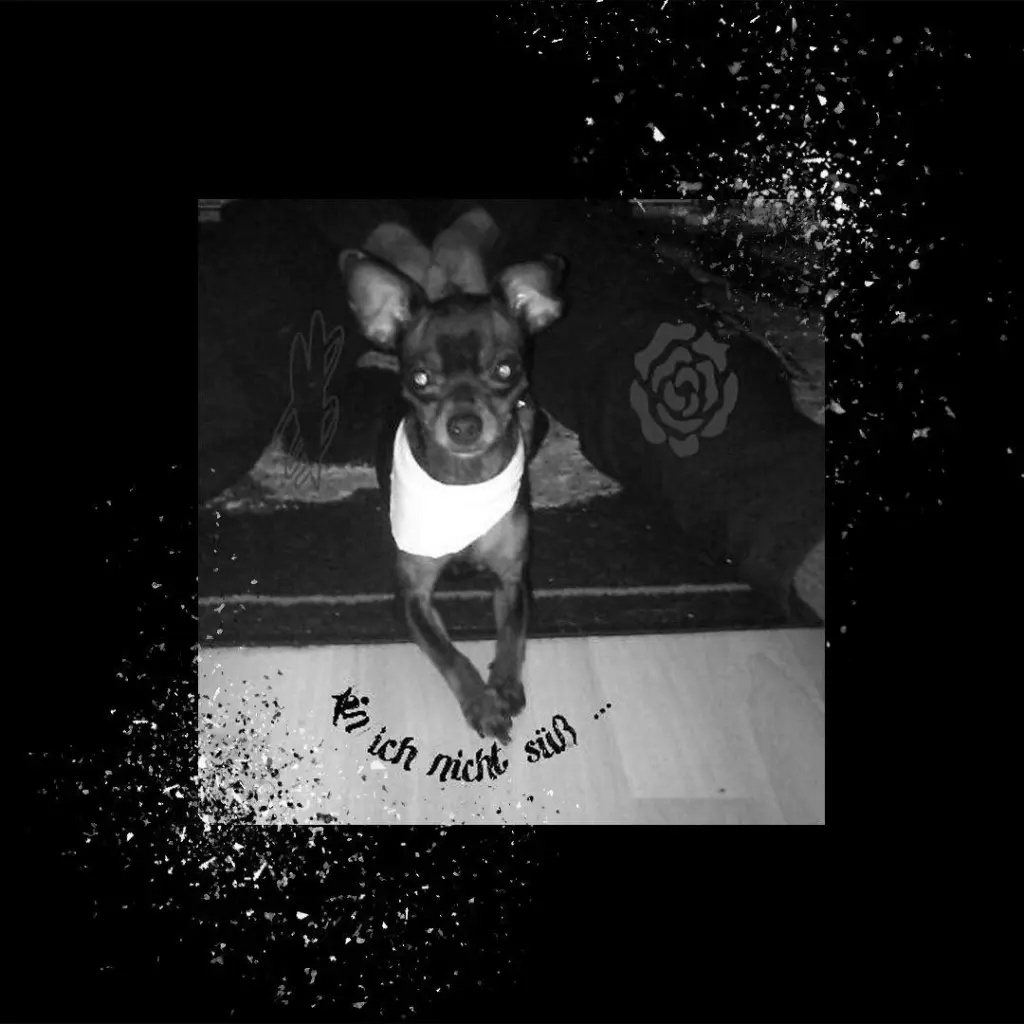 Bild von Tini