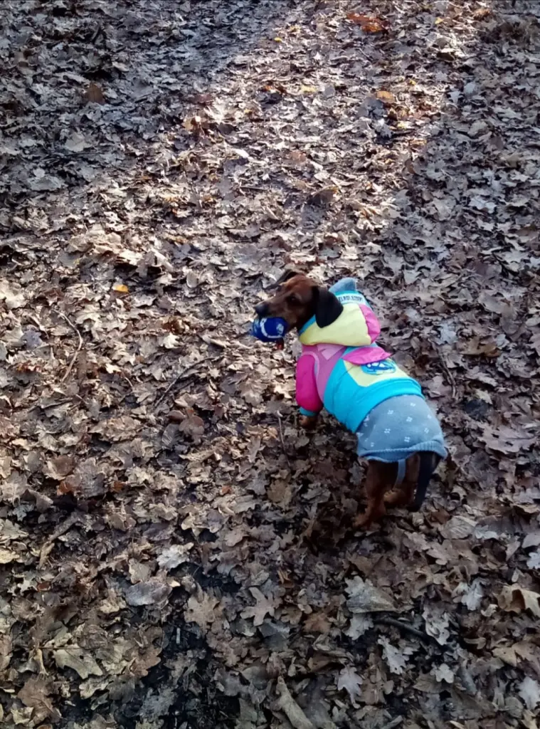 Bild von Ivy
