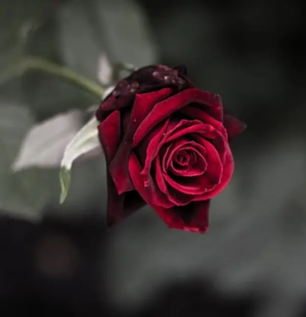 Condolence image of Zlatica