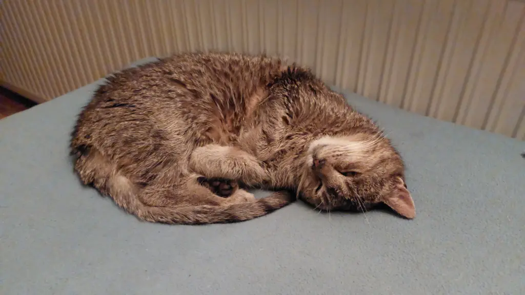 Condolence image of Gisela