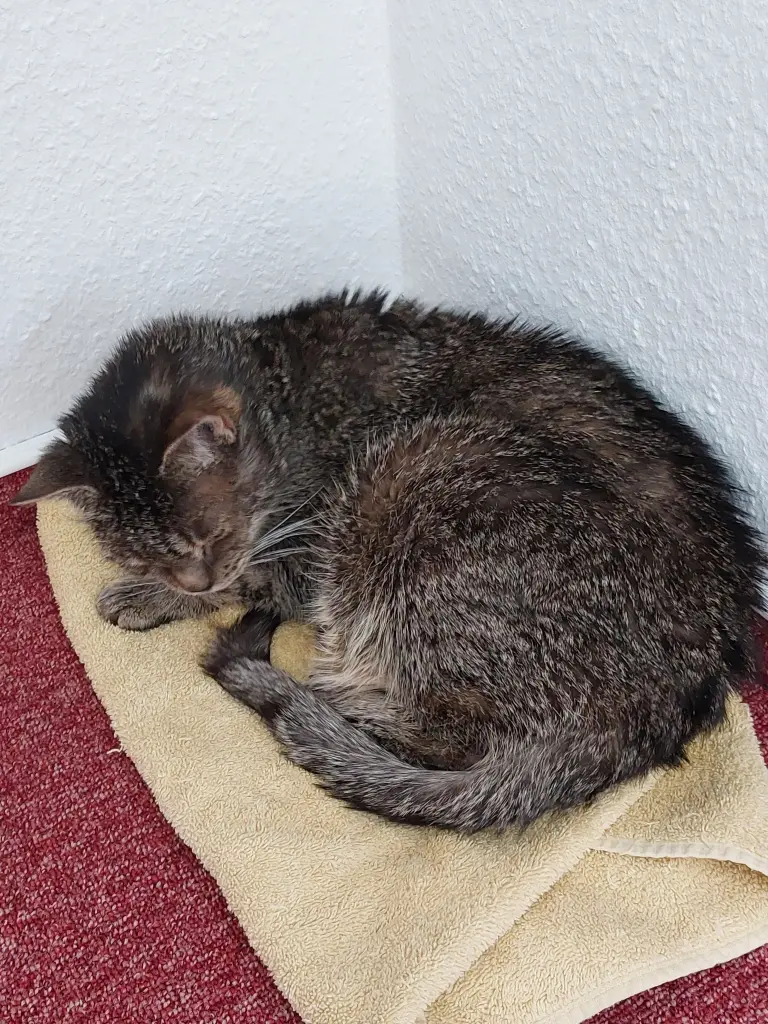 Condolence image of Gisela