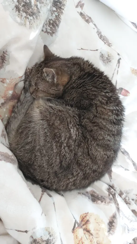 Condolence image of Gisela