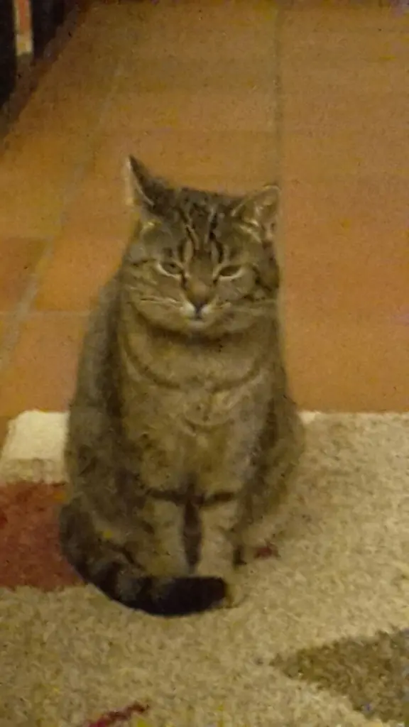 Der Blick der Königing