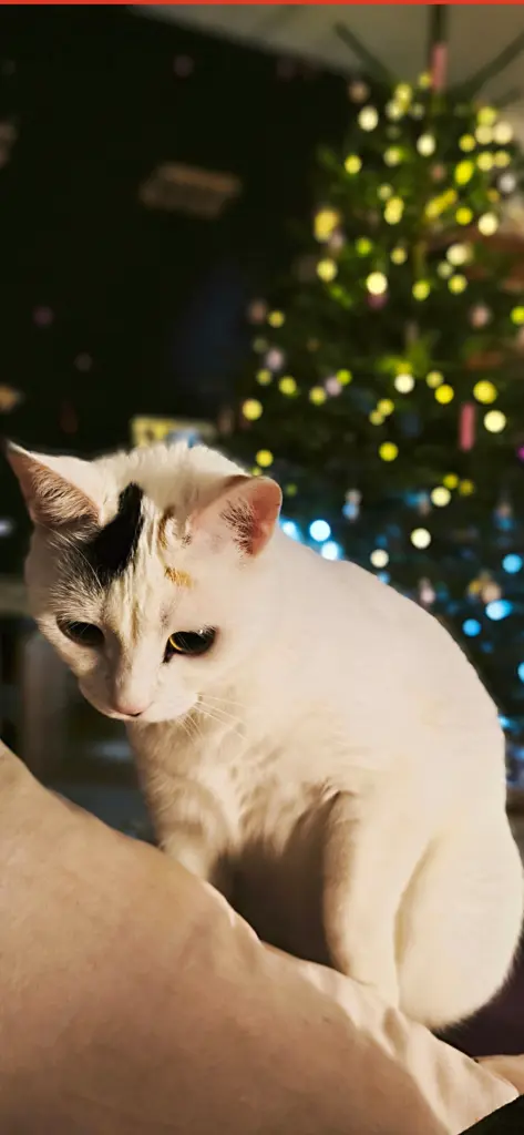 Weihnachten 25