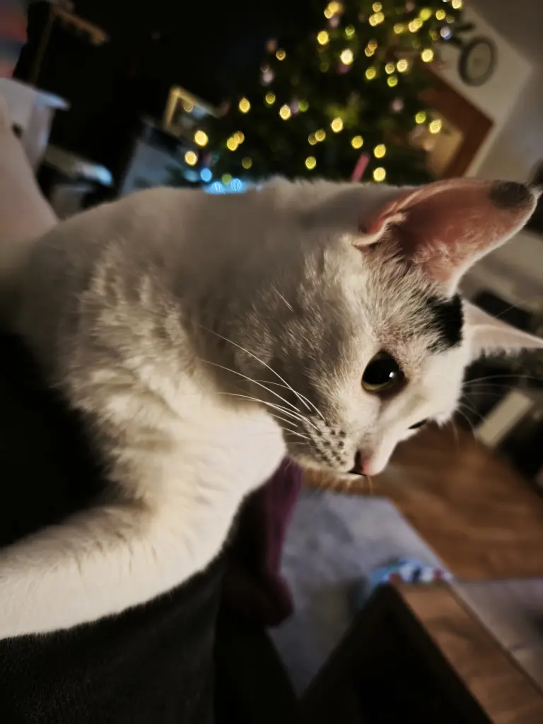 Weihnachten 25