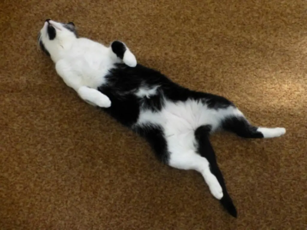 Luna, völlig relaxt