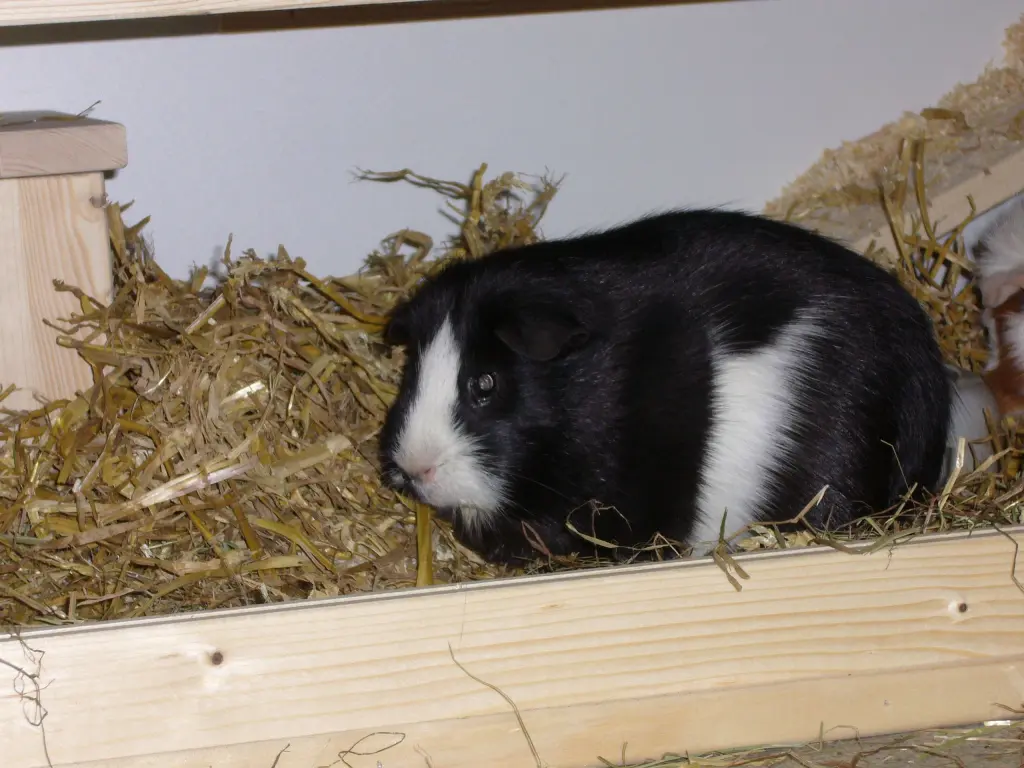 Mein süßes Angstschweinchen