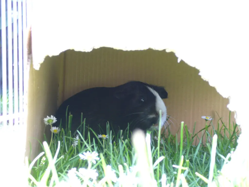 Mein schüchternes, sanftes Mädchen