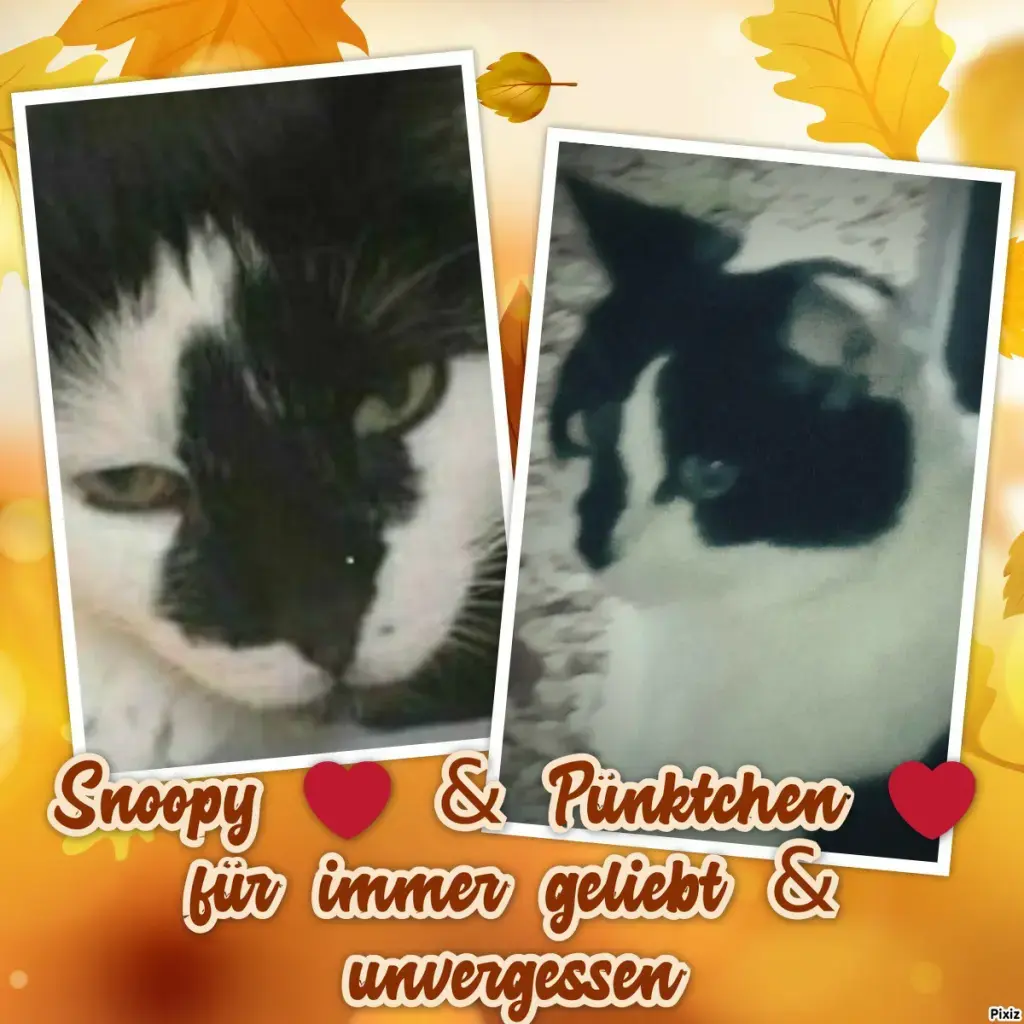 Condolence image of Snoopy und Pünktchen ❤️❤️