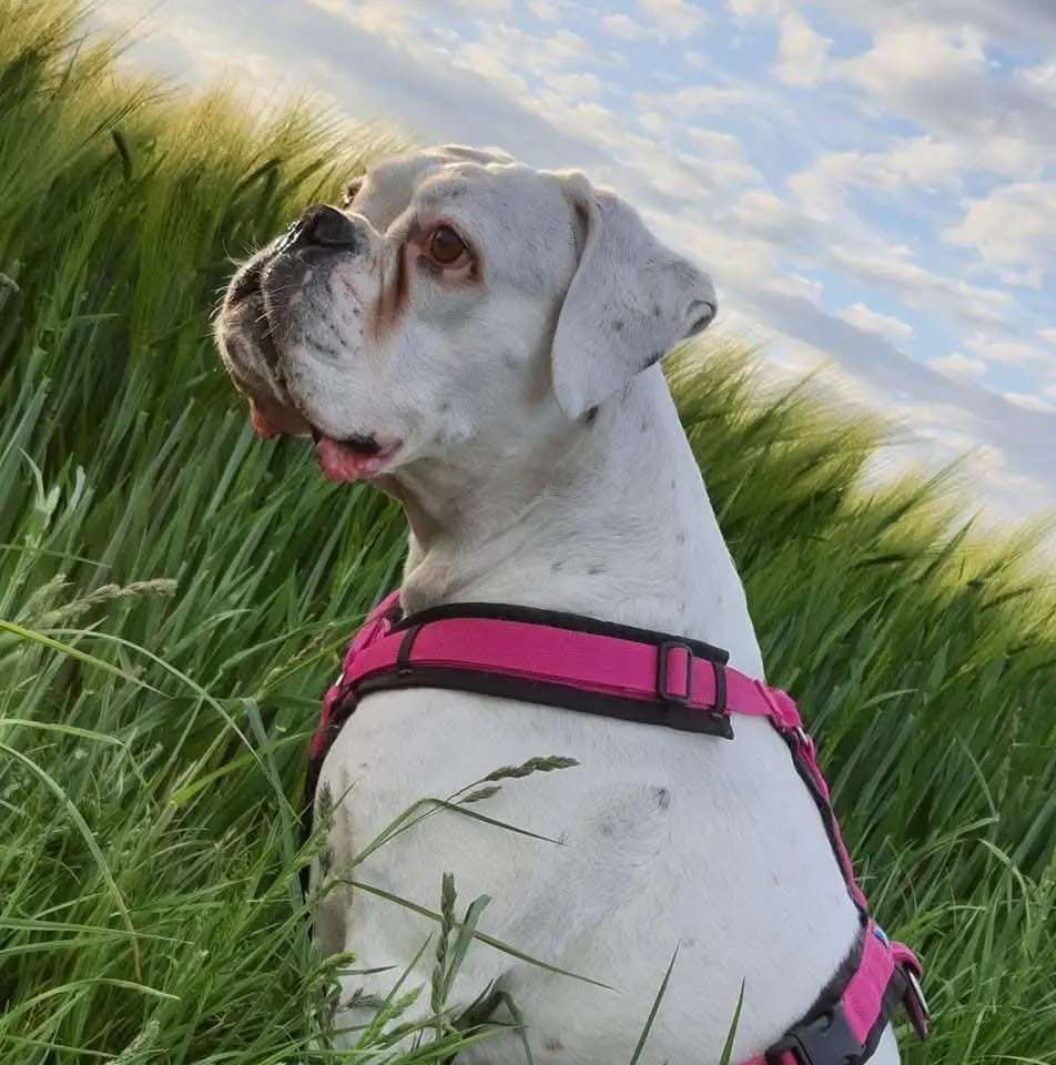 Image from Milka