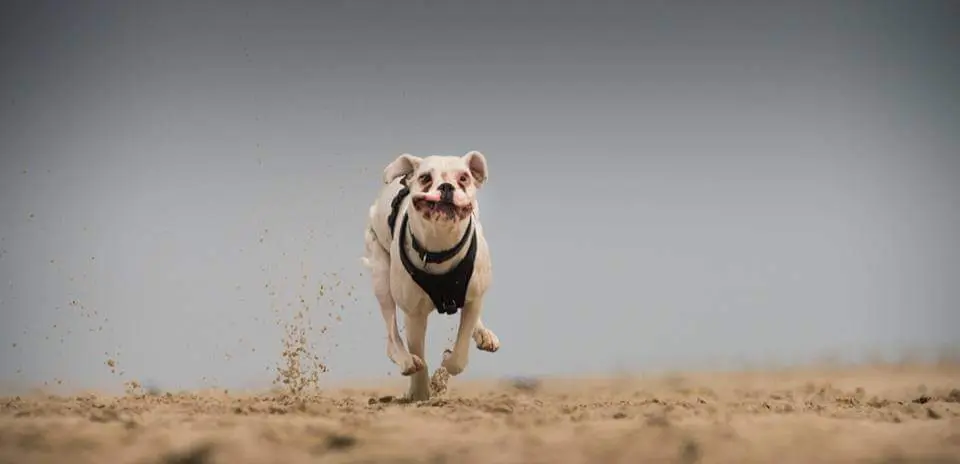 Image from Milka