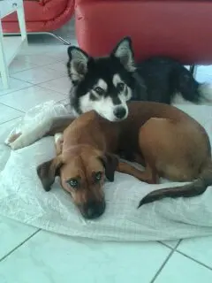 Condolence image of Laika & Familie