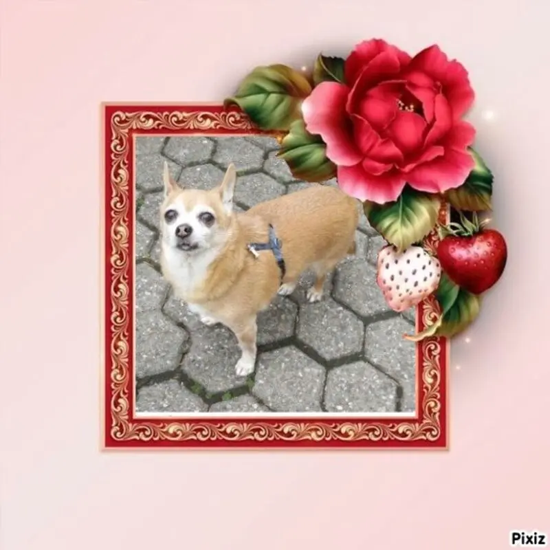 Condolence image of Irene mit Jimmy im Herzen❤️❤️Gute Reise zu den Sternen⭐️⭐️