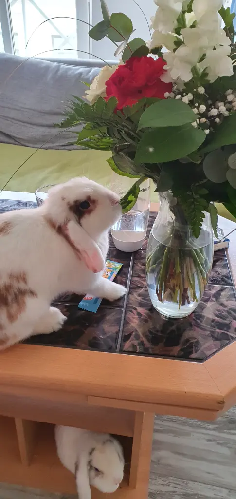 Mamis Blumen schmecken mir besonders gut.