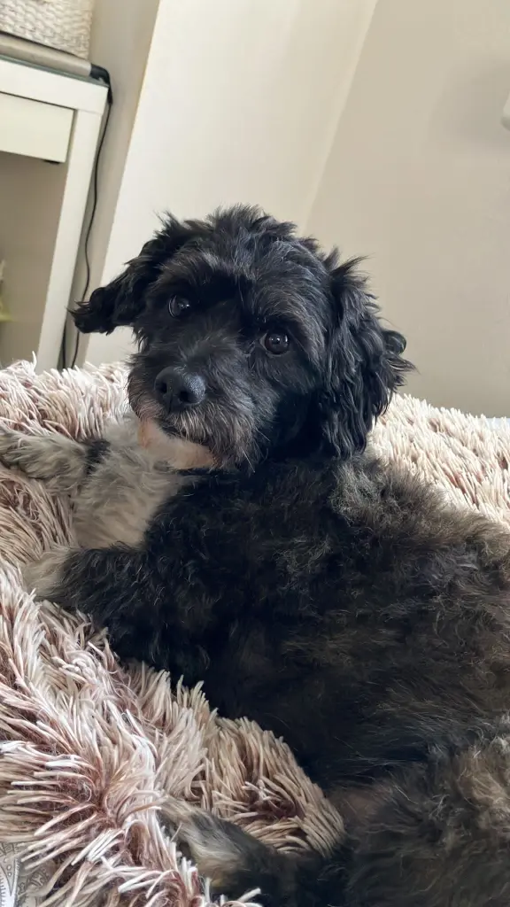 Image from Teddy