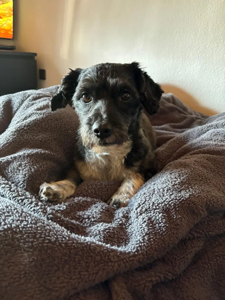 Image from Teddy