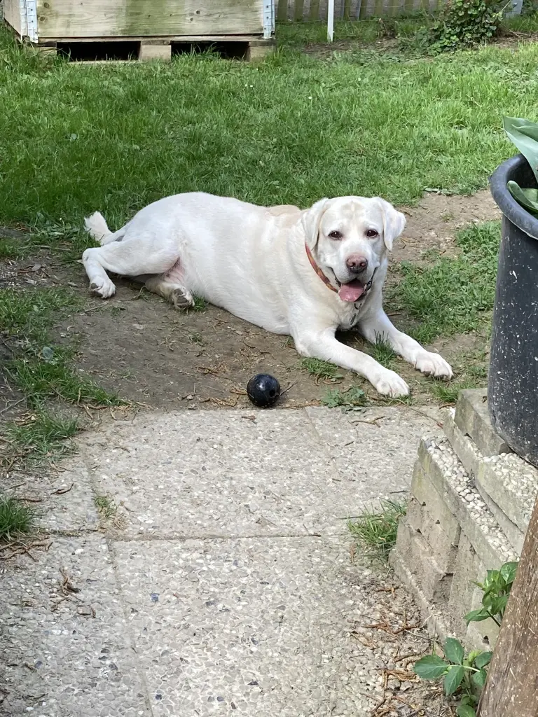 Bild von Farley