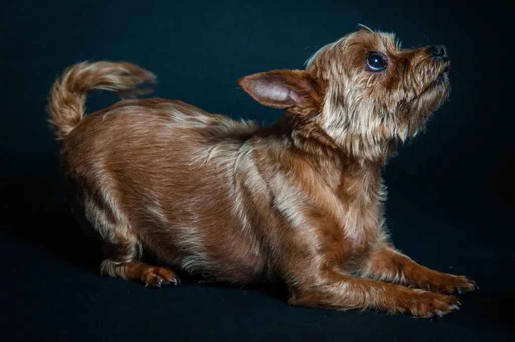 Da wartet ein leckerli