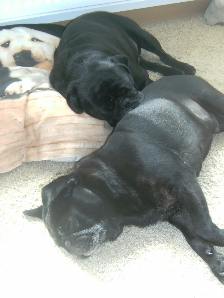 Condolence image of Cornelia mit Bruno & Barni im Herzen